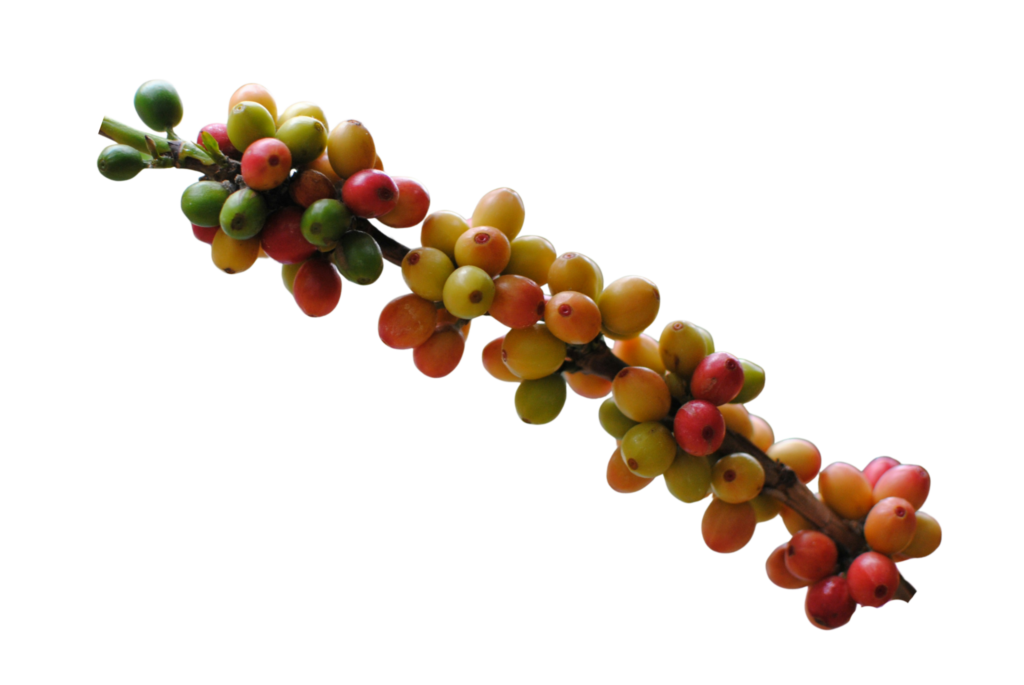 planta de café