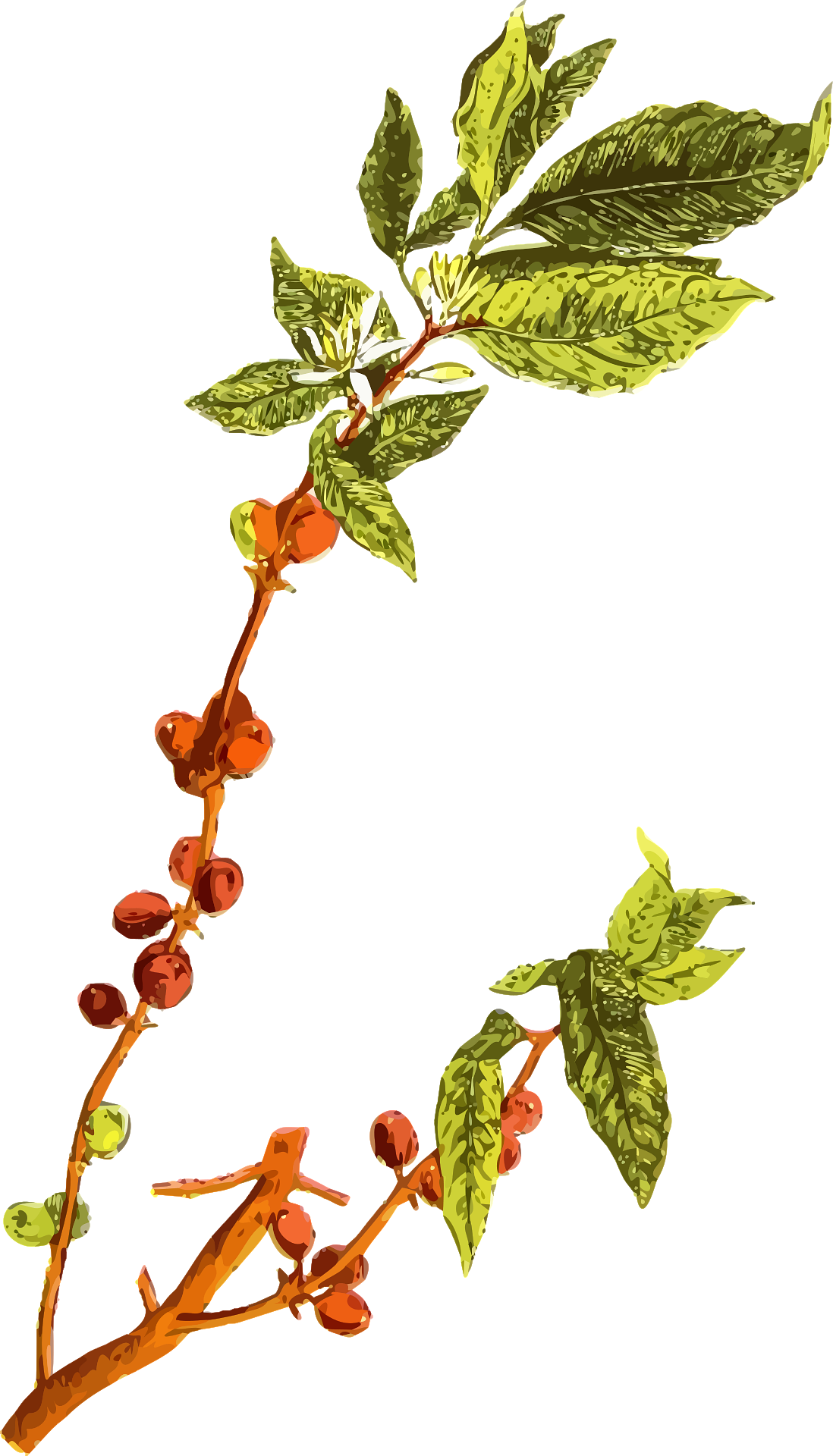Planta de café